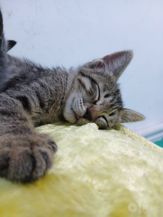 Котята в подарок