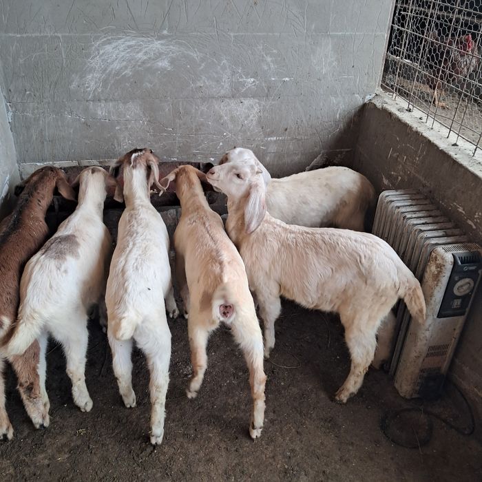 Vând iezi anglonubieni