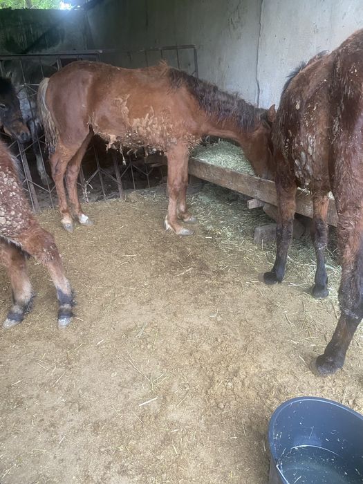 Тай жабағы жылкы