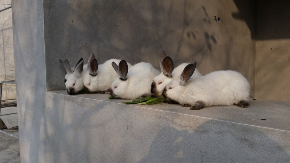 Куенлар сотилади холати соглом