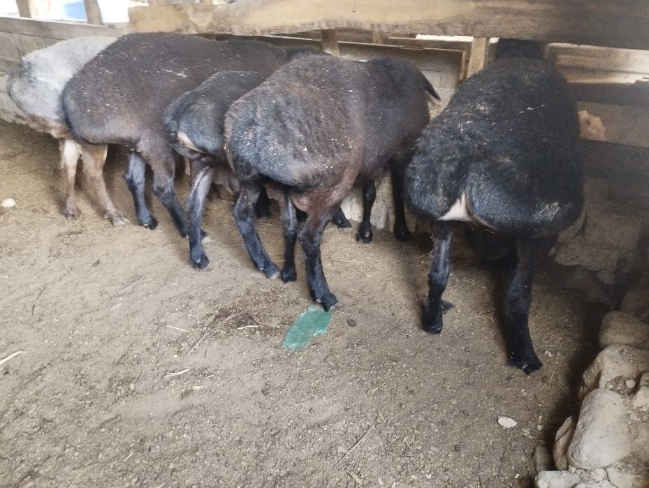 Qoʻchqorlar zot va goʻsht uchun