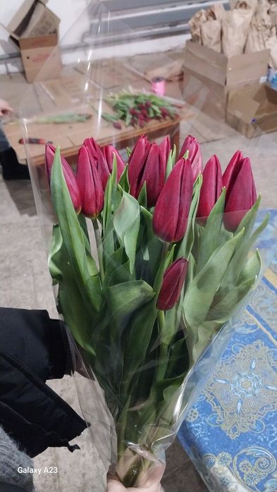 Продам тюльпаны к 8 марта