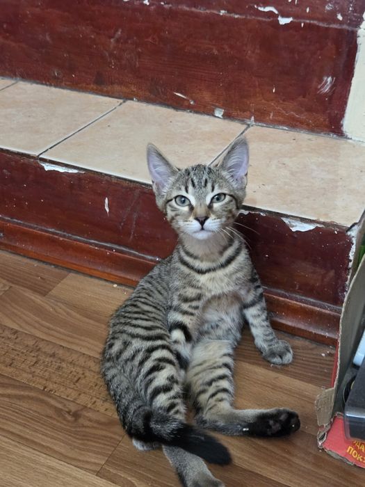 Отдам котёнка, девочку
