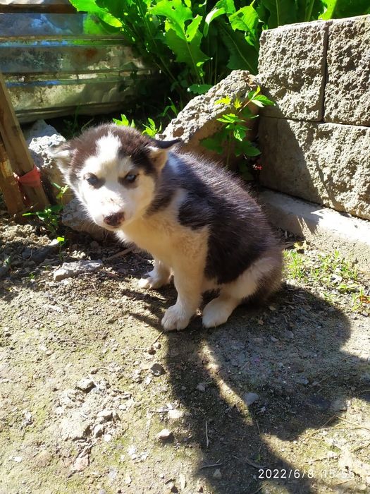 Щенки хаски чистокровные