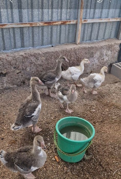 Гусята суточные .