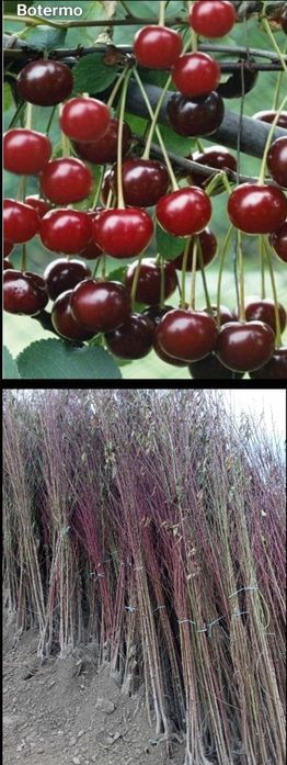 Visini-pomi fructiferi