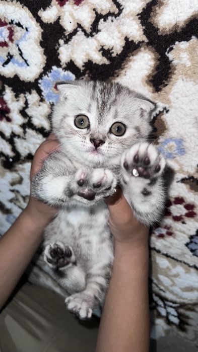 Котенок вислоухий