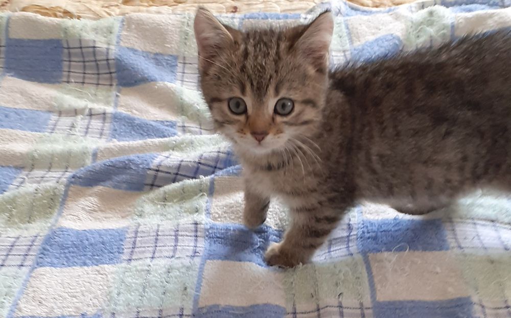 Котята бесплатно