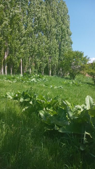 Прадаю дом с садом сад болшой