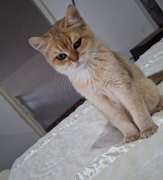 Кошка британские золотой шиншилла
