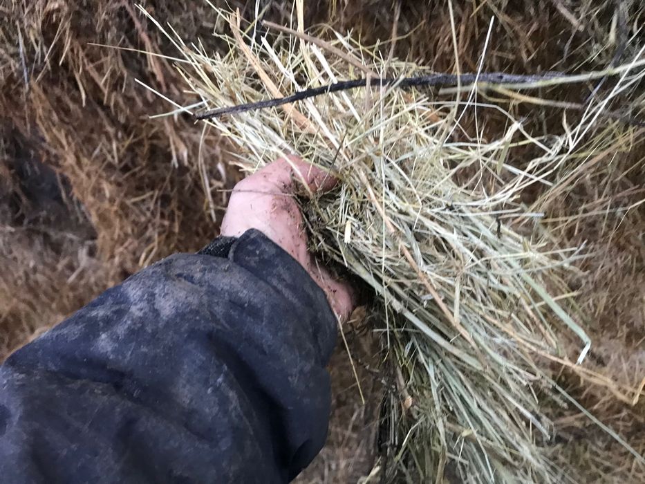 Vând baloți fan 650-850 kg