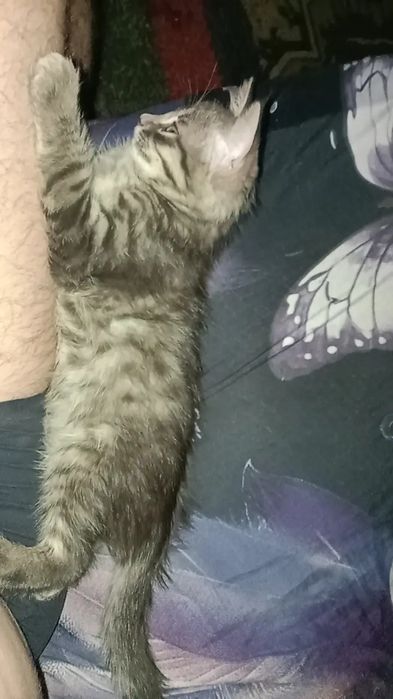 Кошечка девочка 3.5 месяца.