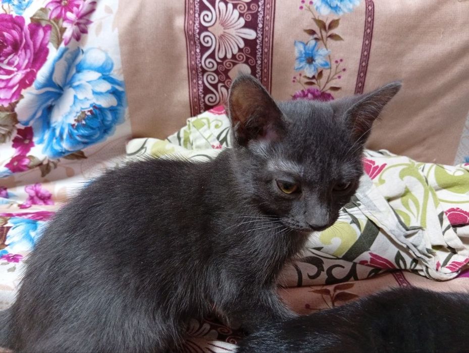 Котята даром 3 месяца
