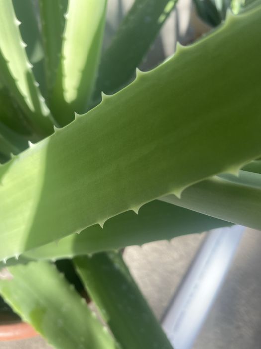 Продам лечебное алое