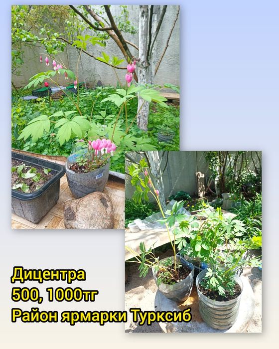 Дицентра (разбитое сердце)