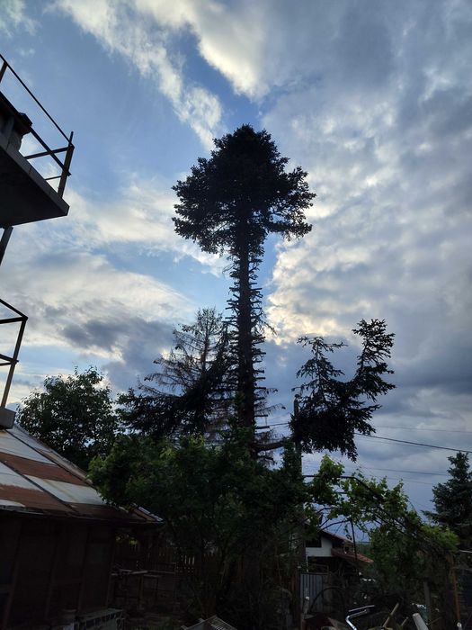 Рязане на опасни дървета почистване и извозване