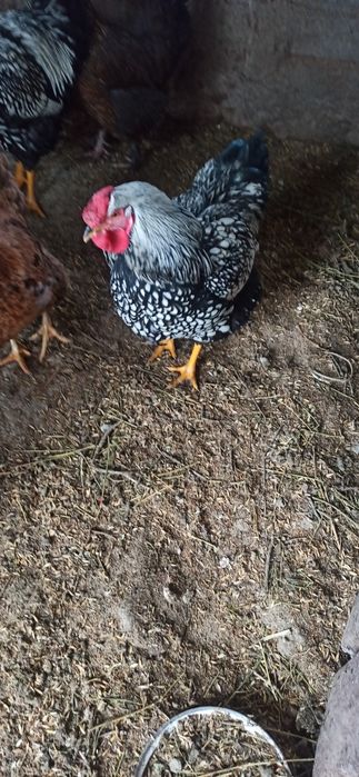 Петухи.  виандот