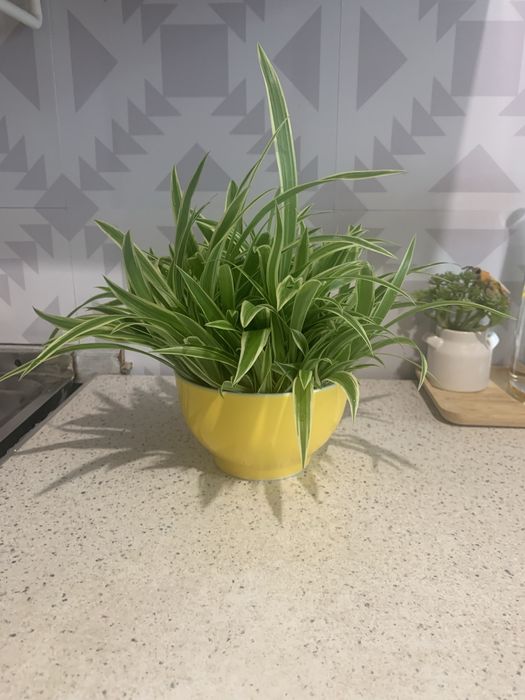 Хлорофитум (детки)