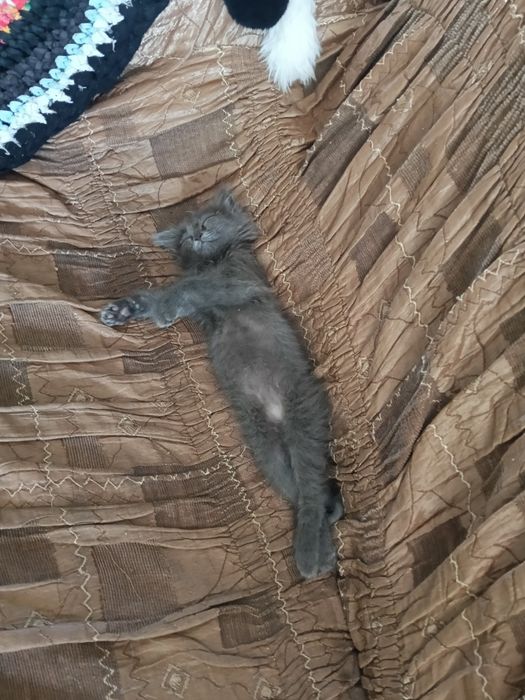 Отдам котенка мальчика