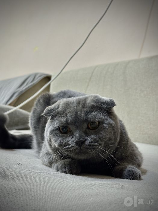 Вязка ,шотландская вислоухая кошка (Scottish Fold)