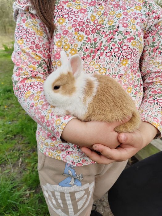 Iepurași cap de leu