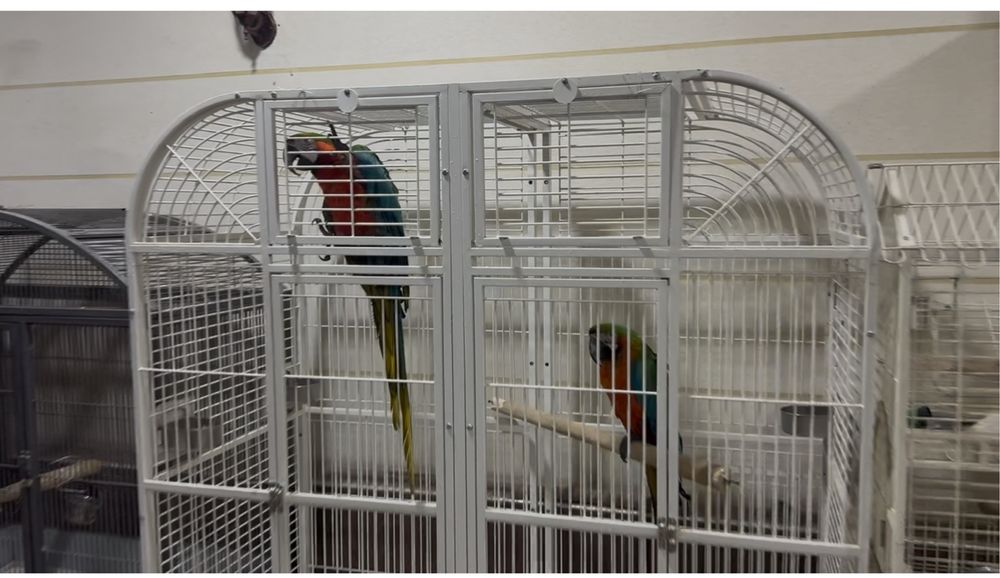 Bolshiye popugai raznogo vida