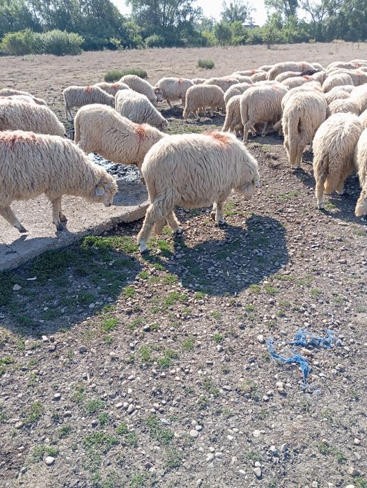 De vânzare oi băle