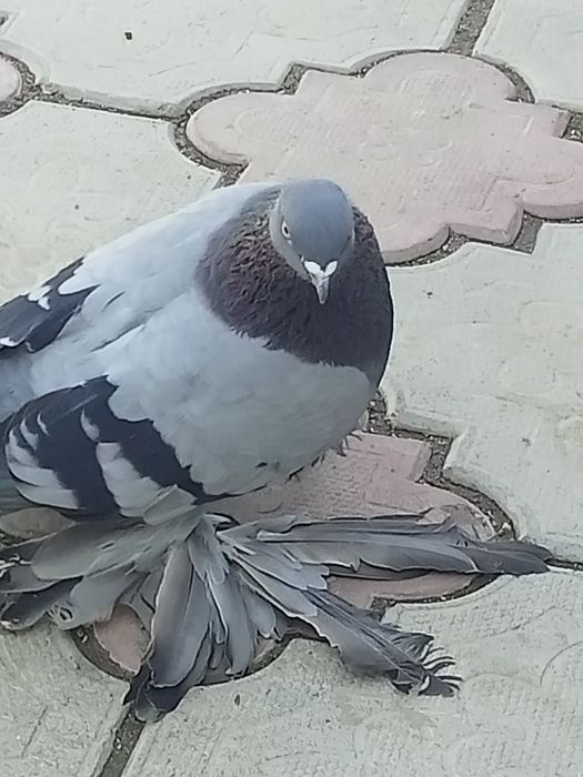 Голуби сизые лётные