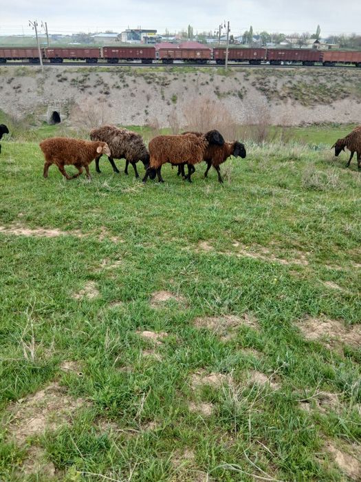 Қозылы қои сатылады