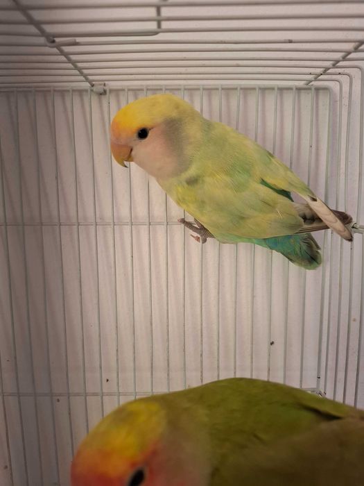 Papugay nerazluchnik