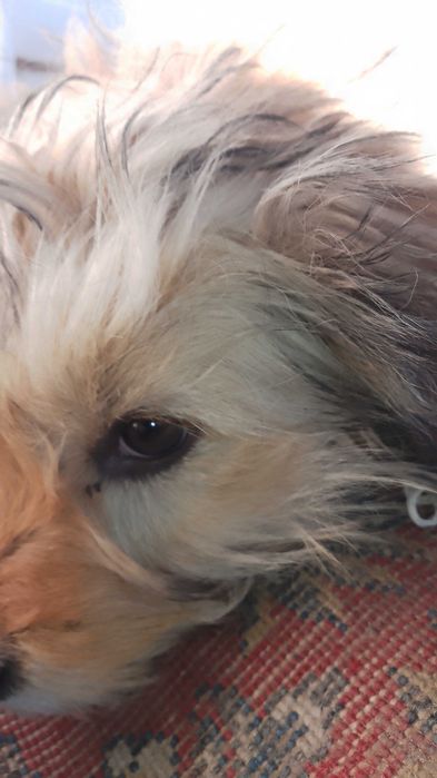 Catei Pentru Adoptie