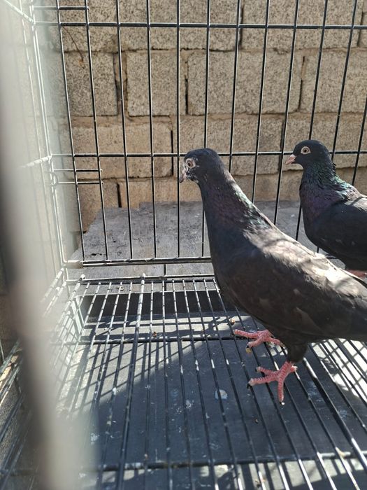 Продам    голуби
