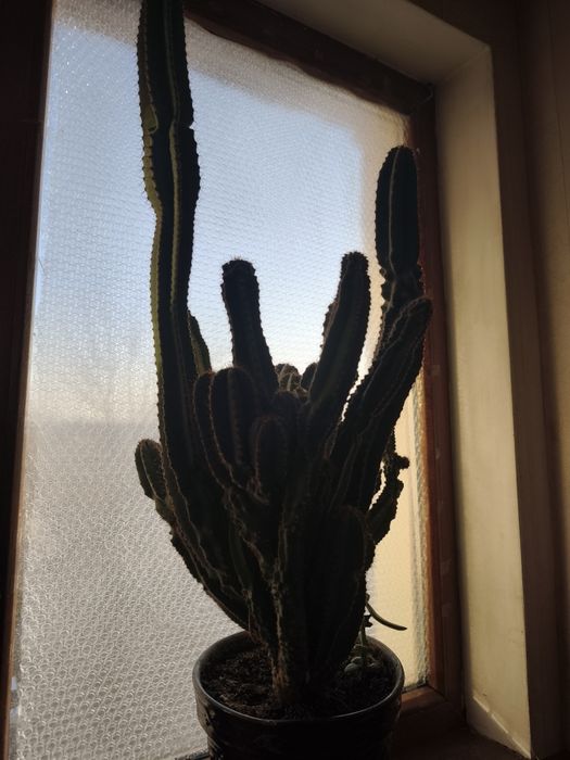 Срочно продам цветы