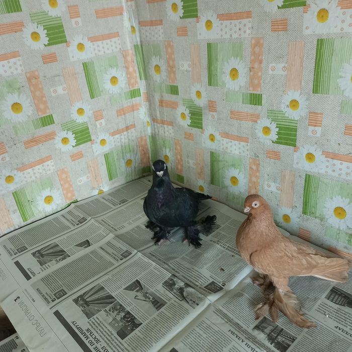 Голуби пара мелконосые