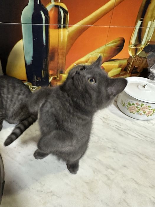 Aqilli odobli ugil bola oglom toza qonli mushukcha