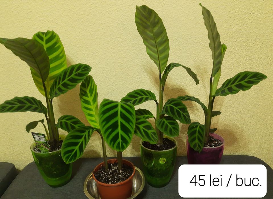 Flori & plante tropicale Calathea , Maranta si Ctenanthe.