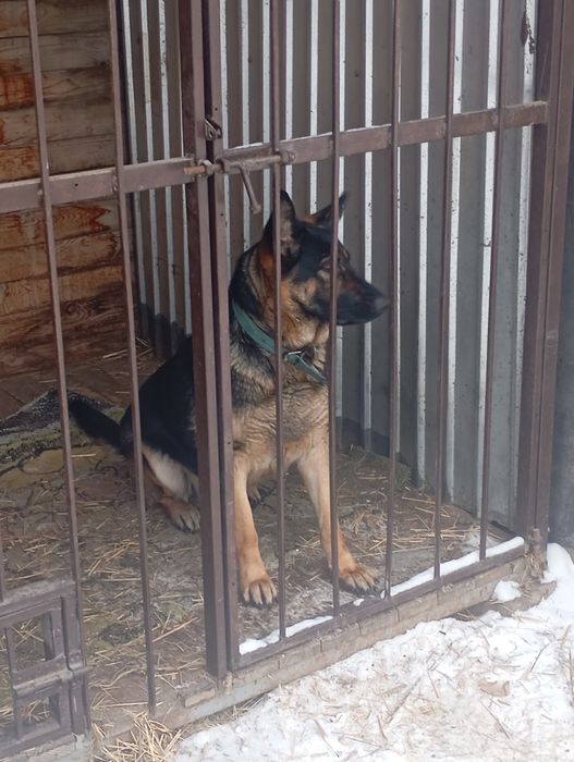 Продам немецкую овчарку