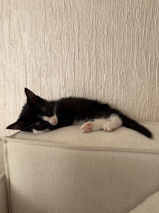 Котенок, примерно 3 месяца