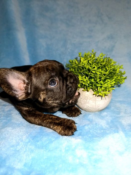 Французский бульдог