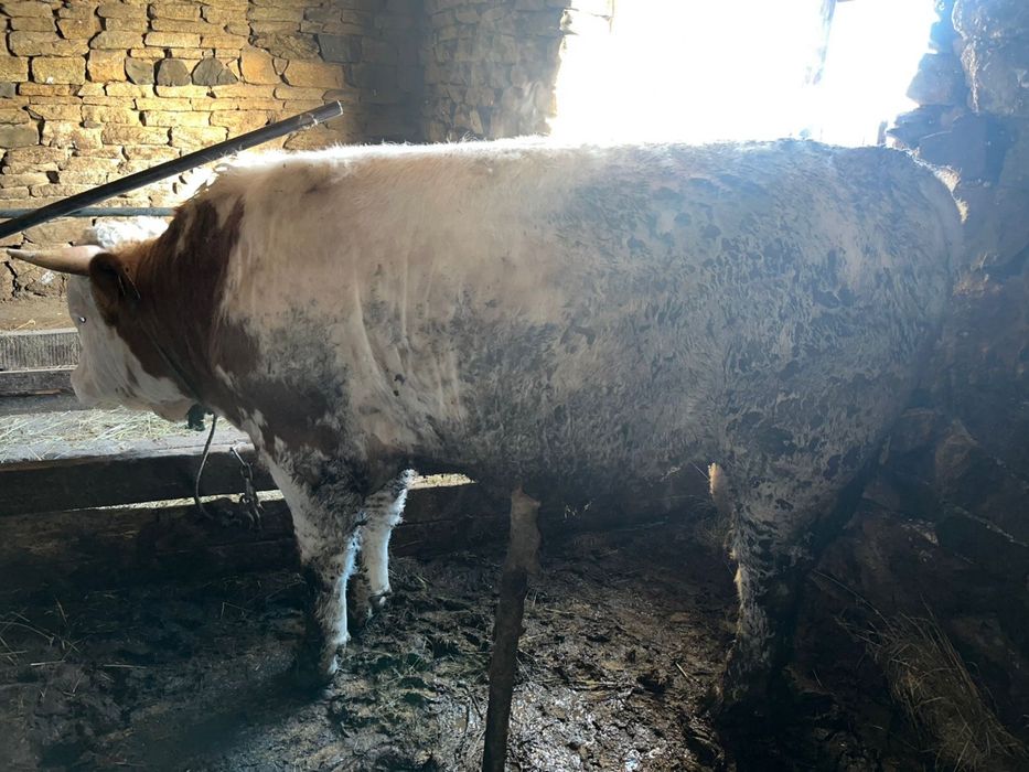 Откорм быки 950000тг