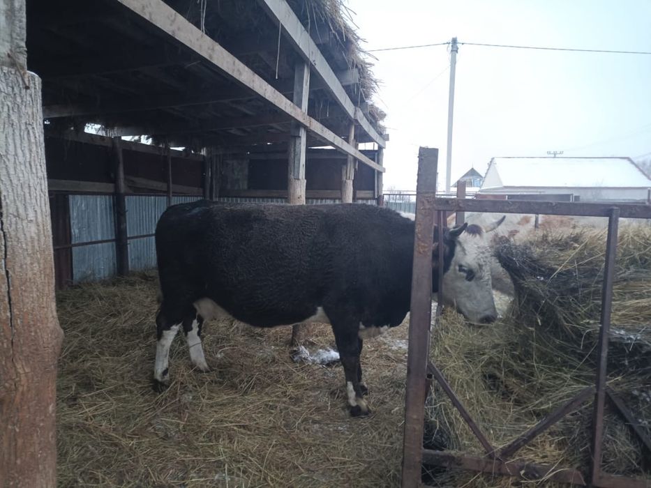 Продаётся молочные корова