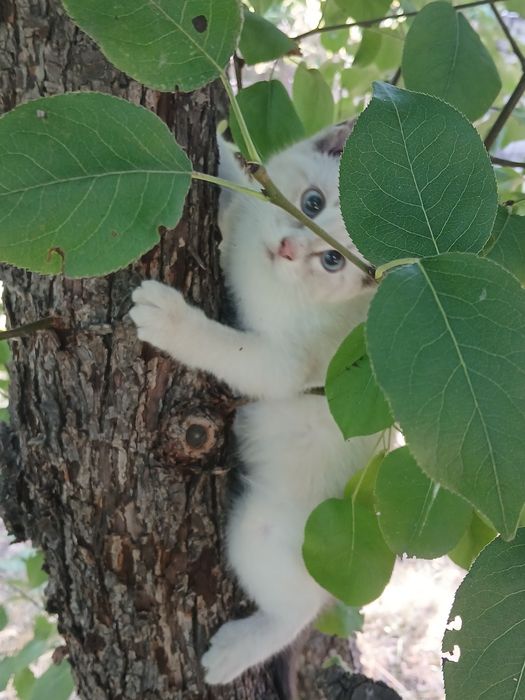 Отдаём котят в хорошие руки.