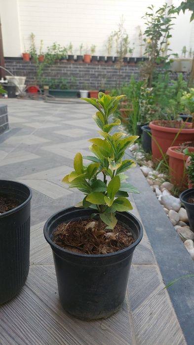 Продаю шамшод иранский