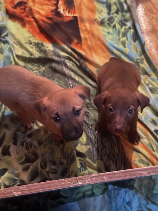 Отдам щенков 6 девочек смеш.питбуль