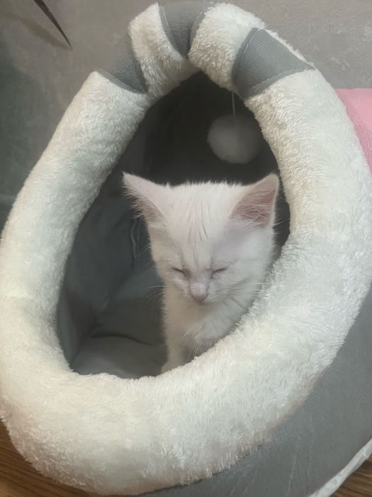 Белый котенок девочка