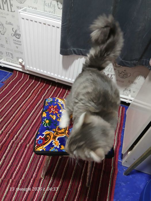 Кот Кеша на вязку