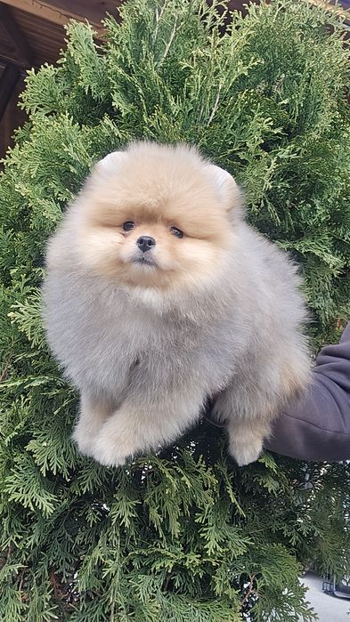Мини Померан момче