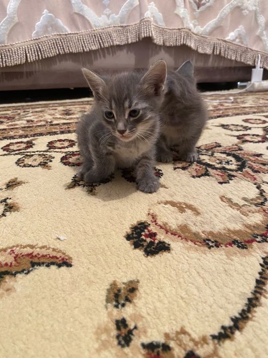 Животные, котята бесплатно