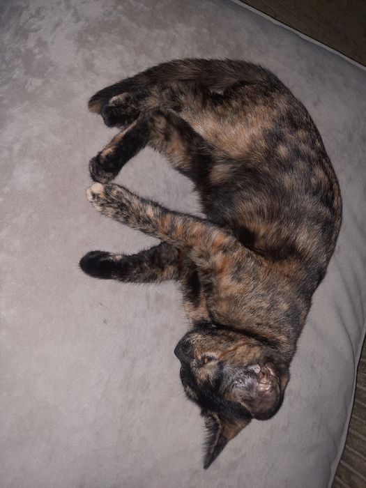 Очень забавную отдам бесплатно