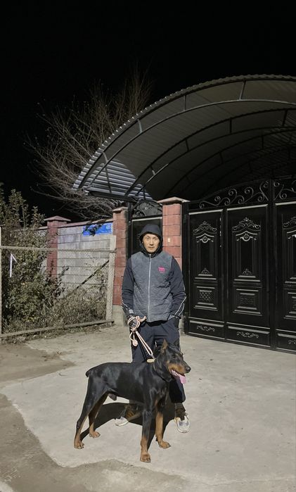 Доберман. 1 год смец